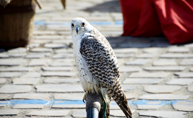 Spectacle de rapaces et fauconnerie en vol libre pour l'événementiel