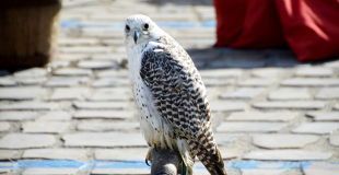 Spectacle de rapaces et fauconnerie en vol libre pour l'événementiel