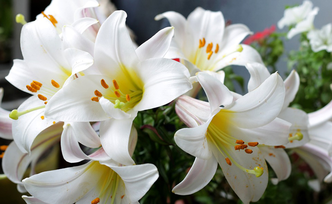 Noms des fleurs pour un mariage et signification