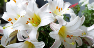 Noms des fleurs pour un mariage et signification