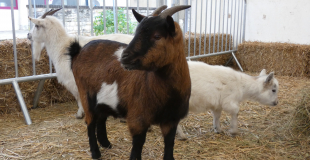 Tara, Xana, Chipette