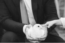 Prise en main d'une colombe