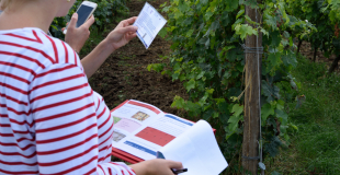 Recherche des indices dans les vignes