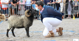 FDM - baiser du bélier