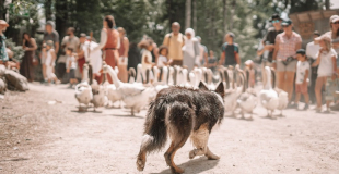 OS - troupeau et chien