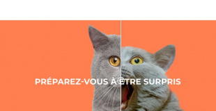 Agence In Situ